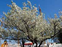 弁理士の著作物｜中川特許事務所|東京・神奈川・平塚の特許・実用新案・意匠・商標の出願・申請・登録手続、著作権などの知的財産の契約の仲介、輸入差止・輸出差止に関する手続、知的財産に関する紛争解決手続を代理・代行する神奈川県横浜市の弁理士事務所